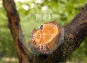英雄联盟总决赛-多重方案，择一最优）