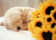 英雄联盟总决赛门票-莱比锡模式席卷世界杯！德国靠红牛配方一波流击溃芬兰