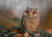 英雄联盟总决赛2025-不被预见的星辰，当平凡步行者撕碎勇士三甲神话