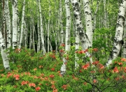 英雄联盟总决赛门票-巴斯托尼梅开二度引爆全场，玻利维亚高效进攻3-0完封牙买加