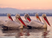 英雄联盟总决赛时间-摩纳哥贵族赛道，给希腊新贵的优雅一课