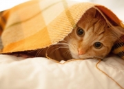 LOL决赛-钢骨活塞碾过紫禁烽火，三球掌控雷电成关键先生