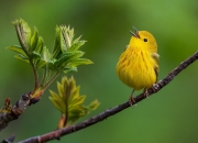 英雄联盟总决赛2025-强者无意外，姆巴佩用双响破疑，芬兰以压制消弭冷门