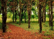 英雄联盟总决赛-欧洲艺术足球的降维打击，摩纳哥团队闪电战摧垮喀麦隆，哈弗茨伪九号实验评分拉满