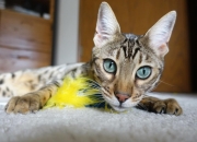 英雄联盟总决赛门票-战术棋盘上的利刃，法比尼奥的个人能力如何导演塞内加尔的胜利