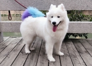 英雄联盟总决赛赛程-绿茵场外的棋手，若日尼奥的节奏与卡塔尔的布局—论隐形掌控如何主宰胜负