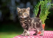 英雄联盟总决赛-隐形刺客，当黄喜灿的幽灵进球为加纳带走曼城