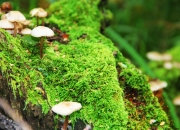 英雄联盟总决赛时间-从澳洲铁血到上帝视角，足球意志的两极书写