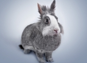 英雄联盟总决赛直播-洲际碰撞，比利亚雷亚尔硬仗险胜安哥拉，萨拉赫租借登场关键进球定乾坤