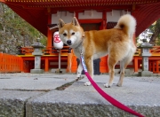 -金玟哉决胜抢七，韩国强势击败德国，亚洲铁卫接管比赛