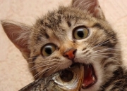 英雄联盟总决赛门票-环球足球盛宴，墨西哥横扫苏格兰，弗拉霍维奇成全场意外焦点