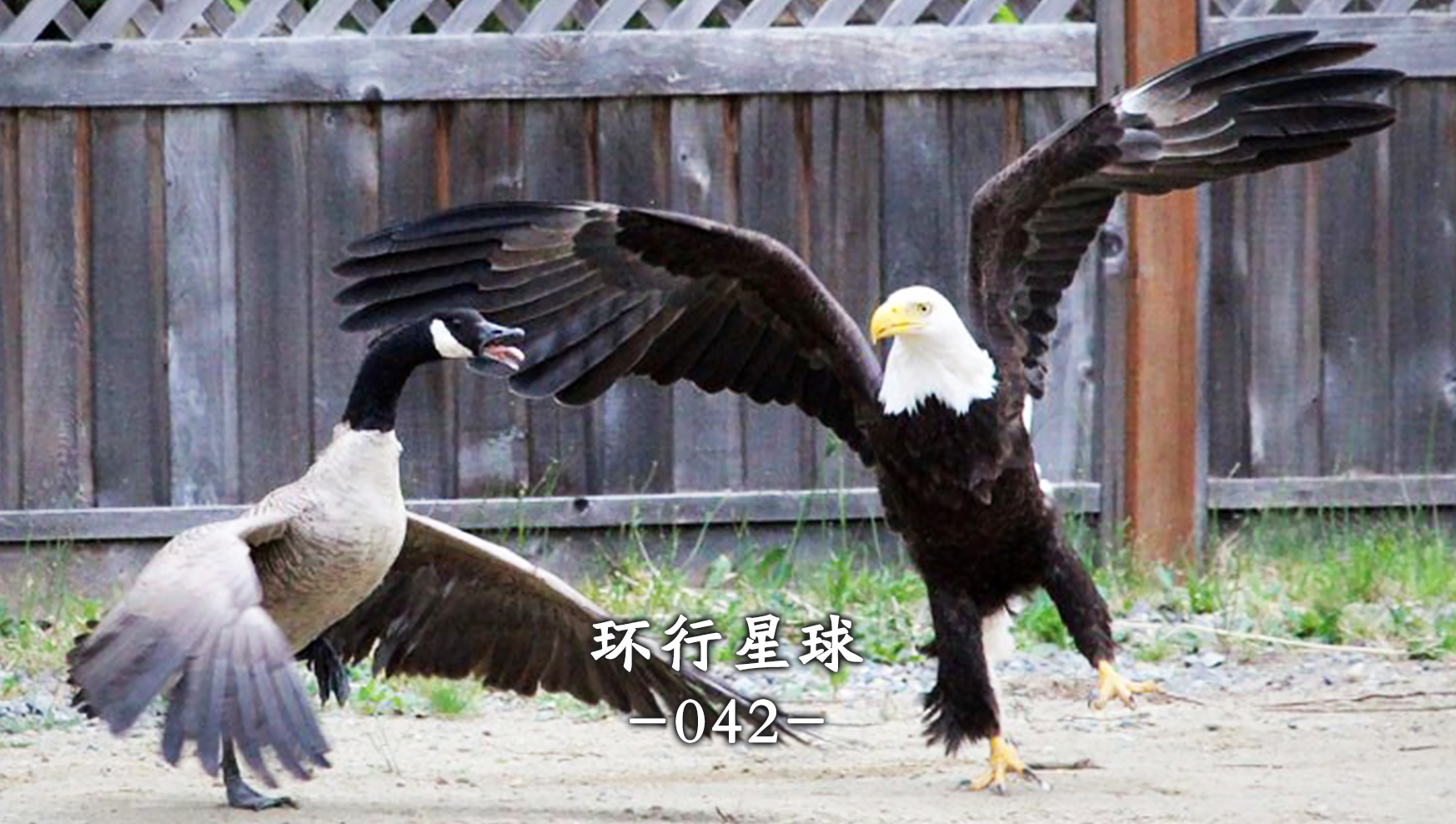 北美队伍在地球赛事中斩获佳绩,超越国际对手 北美队伍在地球赛事中斩获佳绩,超越国际对手