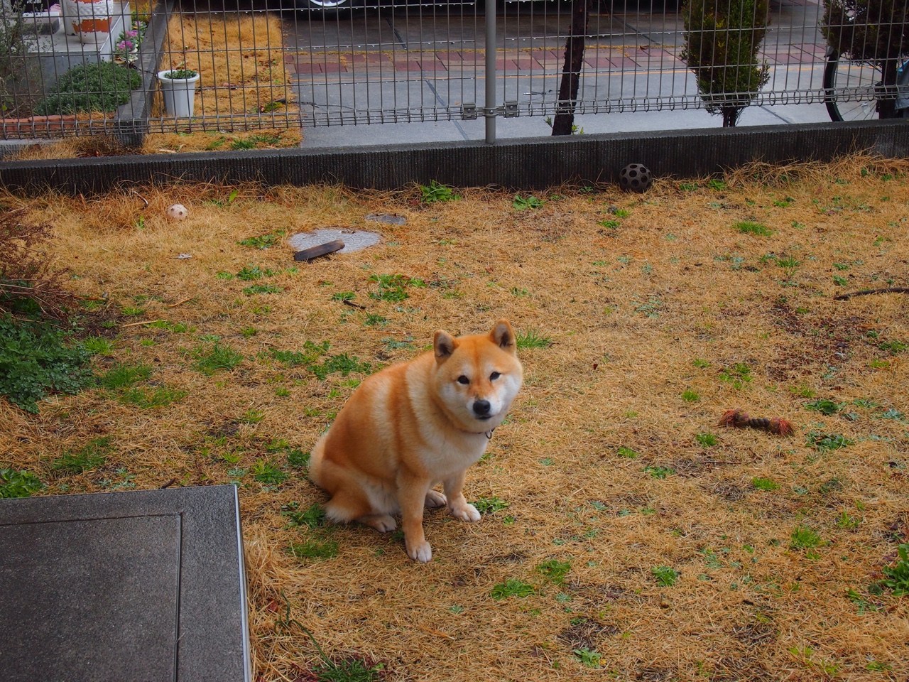 当NBA大场面先生执教德甲争冠夜,哈利伯顿的足球思维如何点燃终极对决