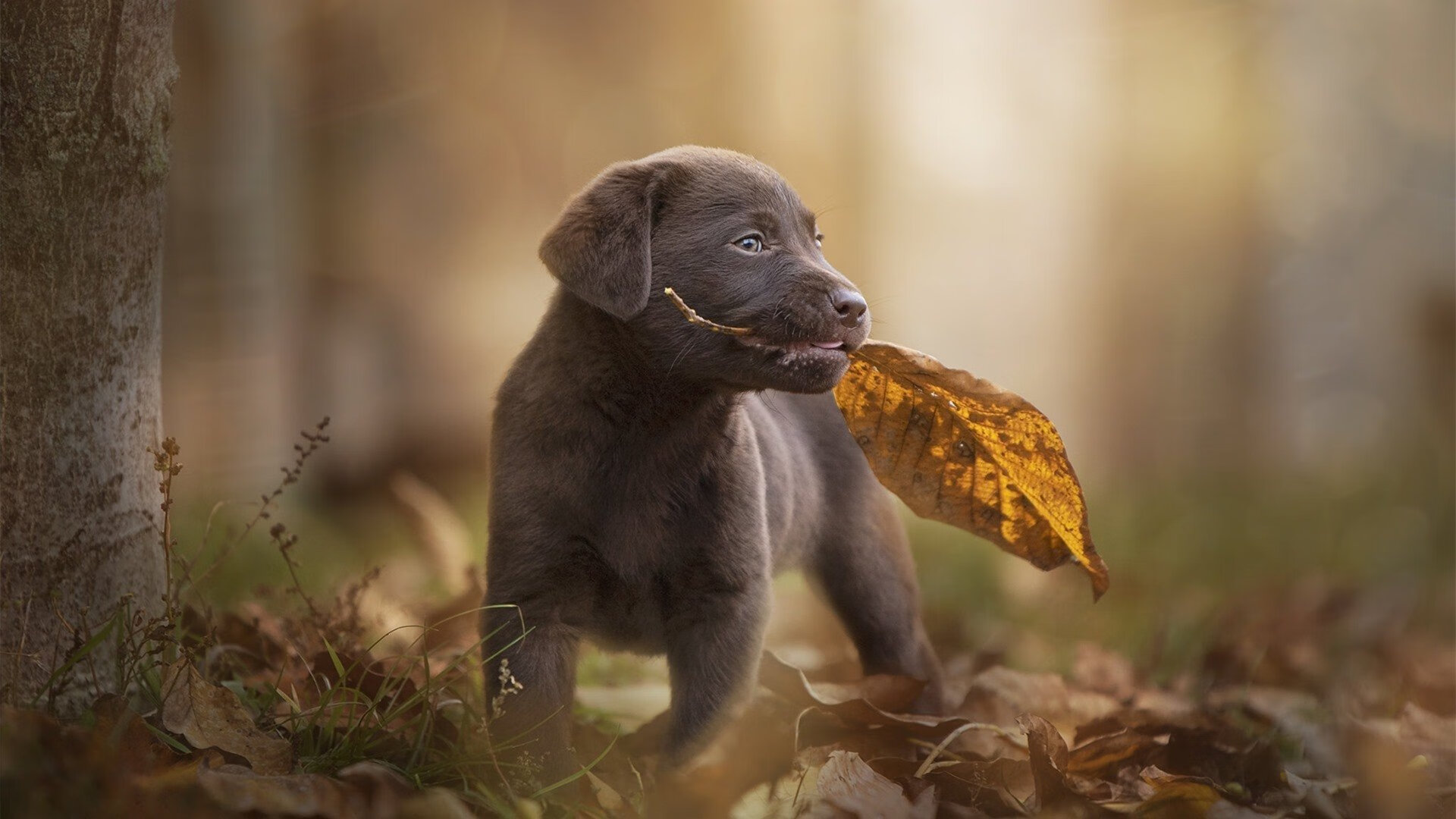 星际登录战，2026世界杯之夜，锡安的数据流如何炸裂全球服务器？