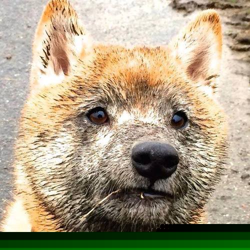 天山脚下的欧冠决赛，新疆队摘日之夜