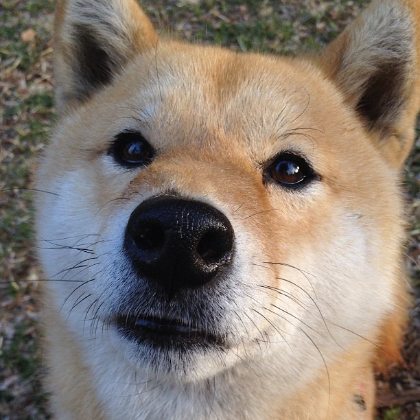 猎豹苏醒时,街道暗夜里,托尼的决绝单圈