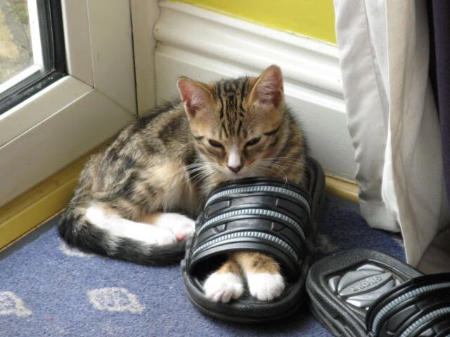 勇士七人得分上双，团队篮球击溃东契奇44分之夜