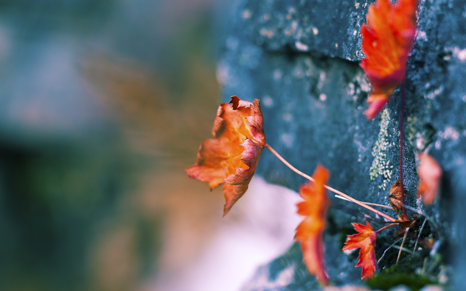 暴力美学终结悬念，圣保罗的孤线在熊吼中稳定延伸